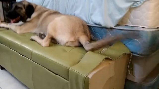 Sass the 6 mo Kangal after 3 slices new York cheese cake смотреть онлайн