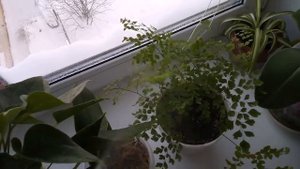 Мой ежедневный уход за комнатными растениями