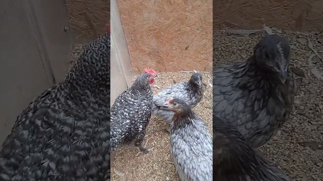 Куры доминанты 107, 109, 902 яйценоских пород смотреть онлайн