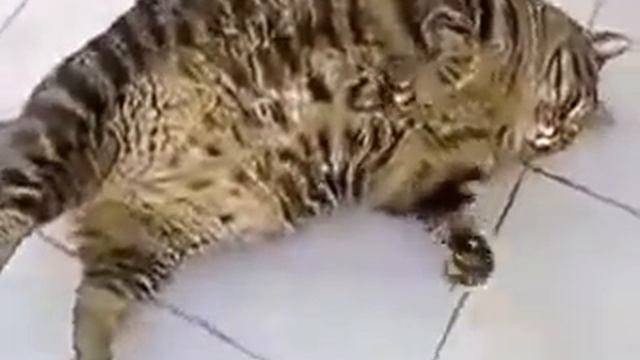 Кот переел  Кот толстяк  Прикольное видео