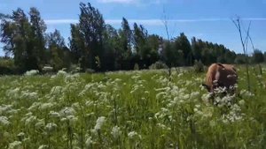 Отзыв о средстве от оводов Оксареп и прогулка с лошадью.