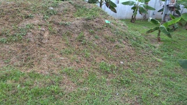 Platano Farm update #003 Growing Plantain trees in Puerto Rico смотреть онлайн