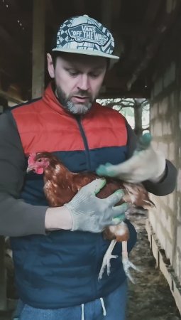 Как поймать курицу, простой способ