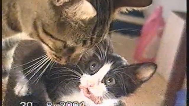 котенок жрет мясо