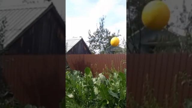 Икалюк Даша, сказка Колобок смотреть онлайн