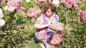 Обзор гортензии Ваниль Фрайз из питомника Розы Фокино