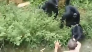 Алкаш упал прямо в вольер к обезьянам