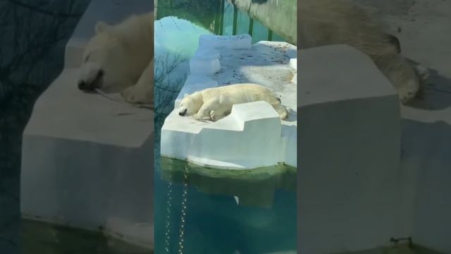 Медведица Московского зоопарка устала за день и уснула на глыбе 😁 #рекомендации #животные #москва смотреть онлайн