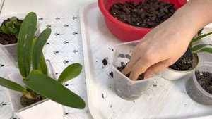 Как ПЕРЕСАДИТЬ орхидею КАТТЛЕЮ из МХА❓ ОСОБЕННОСТИ. все просто и быстро орхидея каттлея