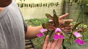 Cattleya schilleriana - DICAS DE CULTIVO André Tedesco