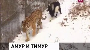 Тигр и козел