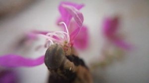 Гусеница ест цветы (HD, макро) ЖЕСТЬ УЖАС КОШМАР    "ЧУЖОЙ" новый фильм