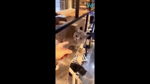 Самые известные ремиксы с котами I Три Подборки ремиксов с котами.