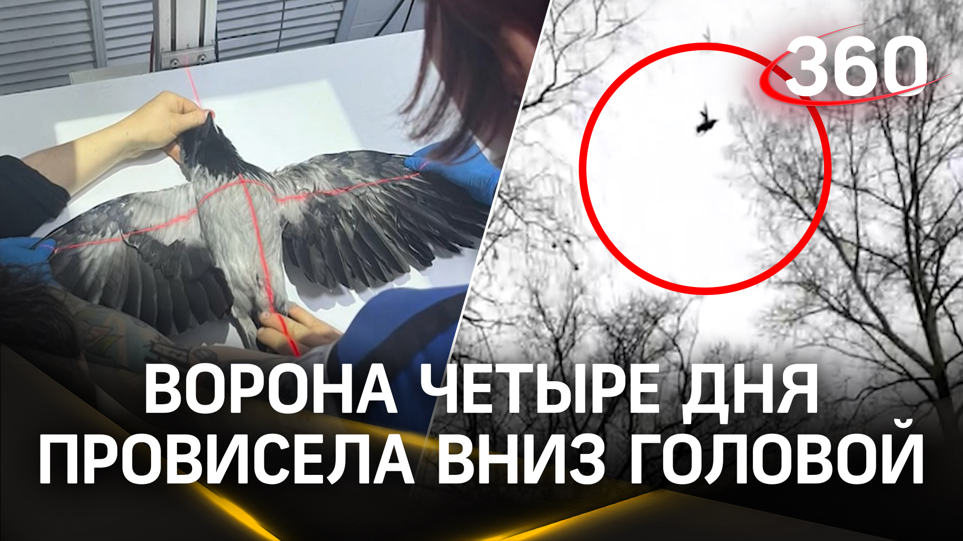 Ворона четыре дня провисела вниз головой над Уфой. Кадры спасения