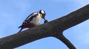 Животные весной 19 марта 2021 года дятел стучит по дереву стук дятла весной