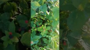 Ремонтантная ежевика Блэк Мэджик (Черная Магия).