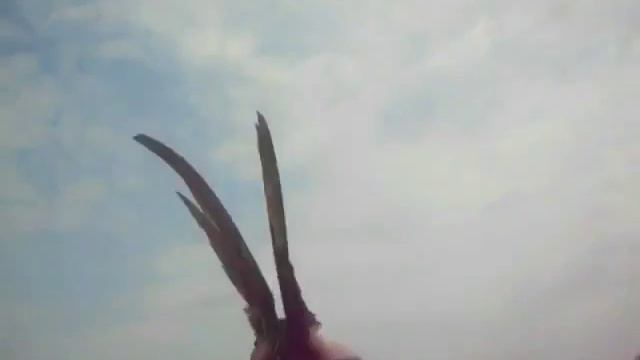 Подарите Птице Небо! Новосибирск-Краснодар 2013г смотреть онлайн