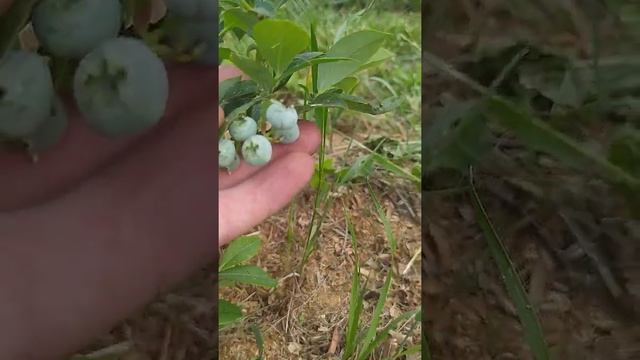 Антракноз на голубике!!! засохла ветка.