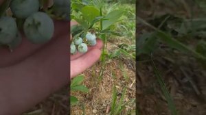 Антракноз на голубике!!! засохла ветка.