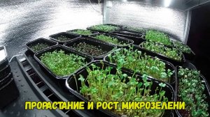 Прорастание и рост Микрозелени. Выращивание микрозелени.