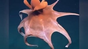 Удивительные морские животные, которых вы еще не видели # 1