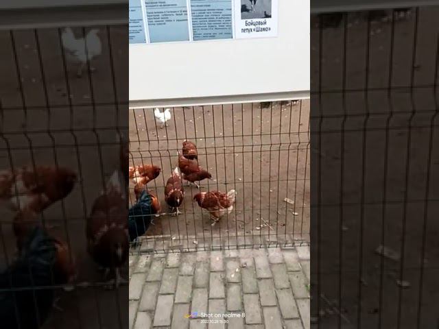 28 октября 2022 г. смотреть онлайн