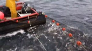 herring ring netting