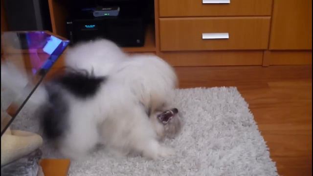 Coton de Tulear's Mortal Kombat смотреть онлайн
