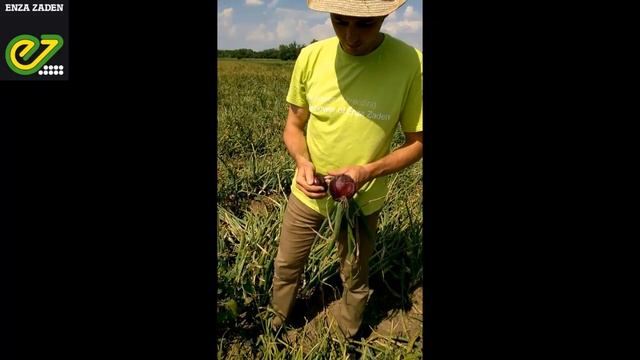 Опыт выращивания красного лука Монастрел от Enza Zaden смотреть онлайн
