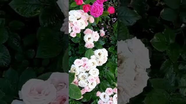 Спрей роза Лидия??, Rosa Lydia,Интерплант,Голландия,1990год.#розы  #нежныерозы  #розовыерозы