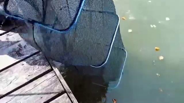 28.08 Рк Фишка Берег, обзор улова, крупный карп, платник, платная рыбалка смотреть онлайн