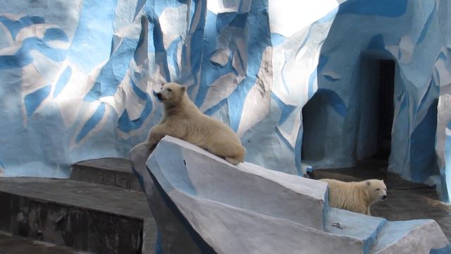 Мишки на даче в ожидании завтрака 17.07.2019 смотреть онлайн