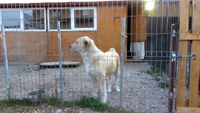 Алабаи крыма | Готовимся к родам смотреть онлайн