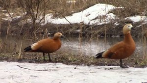 утки огарь или красная утка