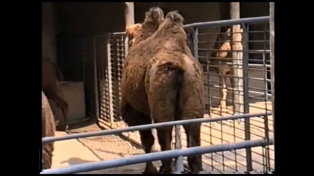 CAMELO (CAMELUS BACTRIANO), DROMEDÁRIO (CAMELUS DROMEDARIUS), Ruminantes, Zoológico de São Paulo, смотреть онлайн