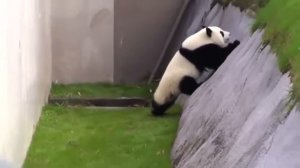 Японская панда в зоопарке ... ПАНДЫ КЛАССНО !!!