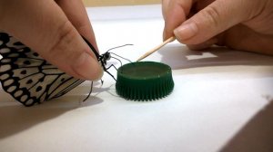Как кормить бабочку в домашних условиях
