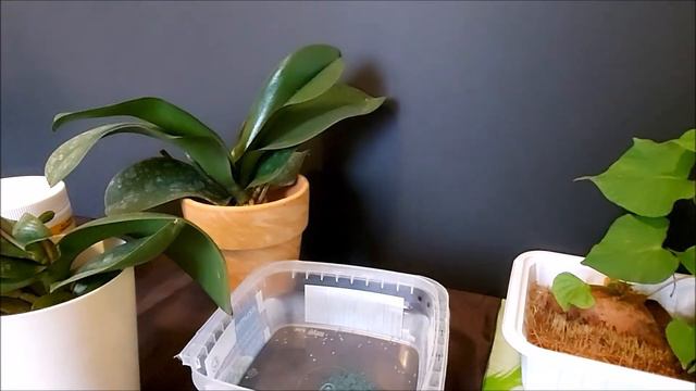 给繁殖期的蝴蝶兰施肥 Fertilizing （English subtitles）Phalaenopsis in the breeding season смотреть онлайн