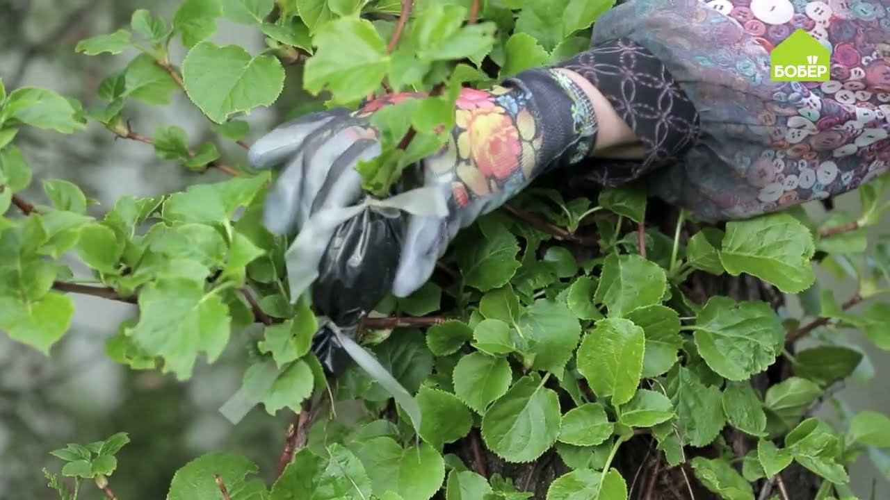 Как размножить черешковую гортензию / Размножение растений воздушными отводками