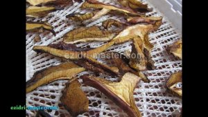 Как сушить маслята в электросушилке?