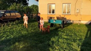 Венгерская выжла | Один день с Джидаем | Выжла на Охоте | СОБАКА | ПОРОДА СОБАКИ |