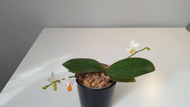 Фаленопсис Мини Марк смотреть онлайн