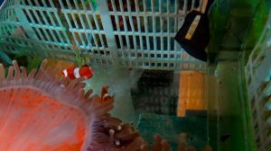 простой МОРСКОЙ АКВАРИУМ(актиния и клоуны)