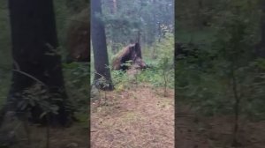 Берлога медведя