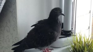 Голубиная вертячка . Уличный голубь Аркадий.