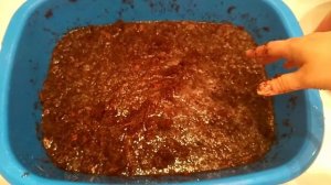 грунт для синеязыкого сцинка