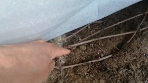 Когда открывать виноград- Нижегородская область.