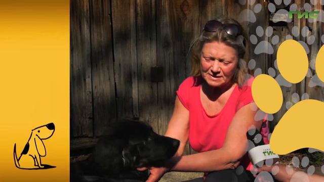 Они ждут своих хозяев смотреть онлайн