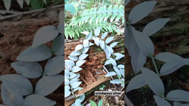 Scindapsus Silver in the forest