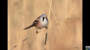 Голоса птиц : усатая синица.